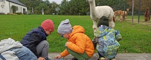 Przedszkolaki z wizytą u alpak